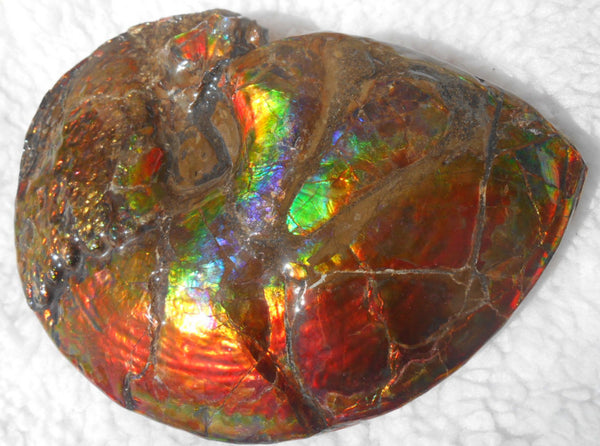 Ammonite Fossil - Placenticeras meeki　Ammolite　Free Shipping! アンモナイト 完全体　プラセンティセラス　ミーキ　アンモライト　両面ダブル