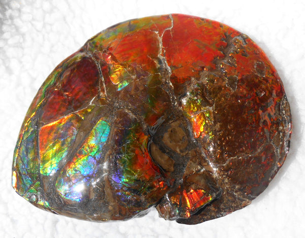 Ammonite Fossil - Placenticeras meeki　Ammolite　Free Shipping! アンモナイト 完全体　プラセンティセラス　ミーキ　アンモライト　両面ダブル
