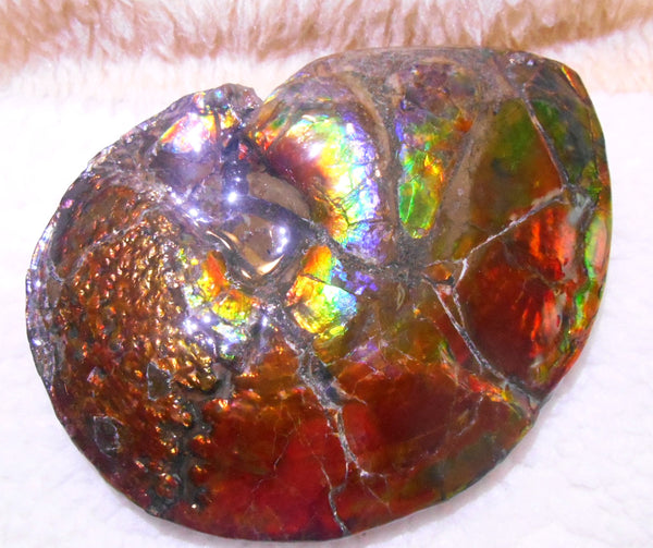 Ammonite Fossil - Placenticeras meeki　Ammolite　Free Shipping! アンモナイト 完全体　プラセンティセラス　ミーキ　アンモライト　両面ダブル