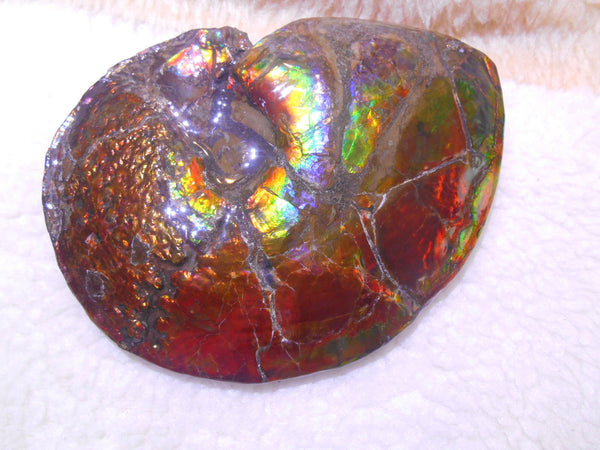 Ammonite Fossil - Placenticeras meeki　Ammolite　Free Shipping! アンモナイト 完全体　プラセンティセラス　ミーキ　アンモライト　両面ダブル