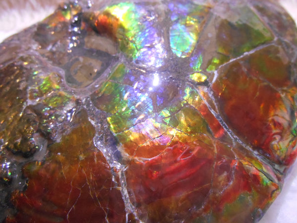 Ammonite Fossil - Placenticeras meeki　Ammolite　Free Shipping! アンモナイト 完全体　プラセンティセラス　ミーキ　アンモライト　両面ダブル