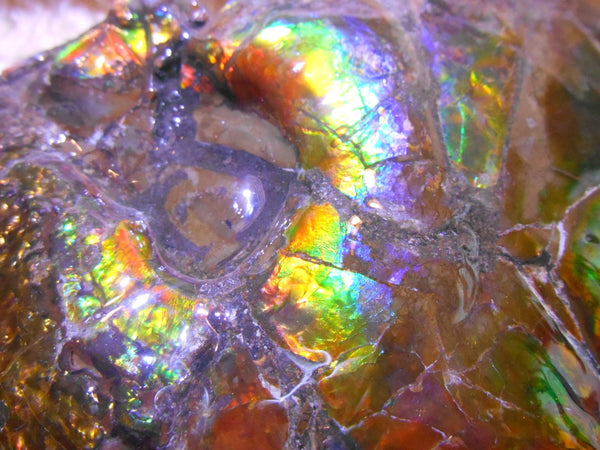 Ammonite Fossil - Placenticeras meeki　Ammolite　Free Shipping! アンモナイト 完全体　プラセンティセラス　ミーキ　アンモライト　両面ダブル