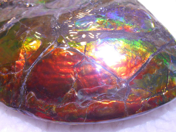 Ammonite Fossil - Placenticeras meeki　Ammolite　Free Shipping! アンモナイト 完全体　プラセンティセラス　ミーキ　アンモライト　両面ダブル
