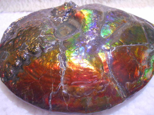 Ammonite Fossil - Placenticeras meeki　Ammolite　Free Shipping! アンモナイト 完全体　プラセンティセラス　ミーキ　アンモライト　両面ダブル