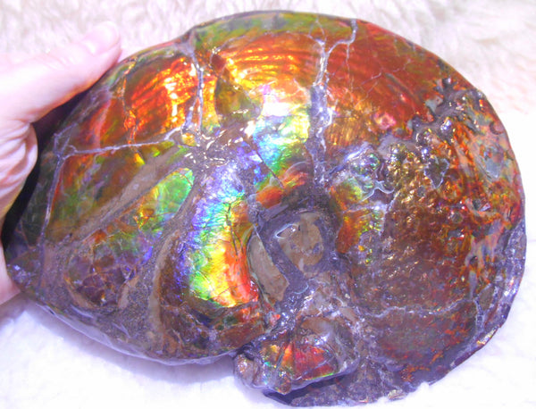 Ammonite Fossil - Placenticeras meeki　Ammolite　Free Shipping! アンモナイト 完全体　プラセンティセラス　ミーキ　アンモライト　両面ダブル