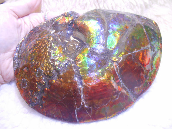 Ammonite Fossil - Placenticeras meeki　Ammolite　Free Shipping! アンモナイト 完全体　プラセンティセラス　ミーキ　アンモライト　両面ダブル