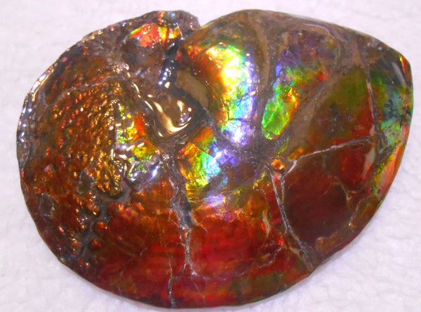 Ammonite Fossil - Placenticeras meeki　Ammolite　Free Shipping! アンモナイト 完全体　プラセンティセラス　ミーキ　アンモライト　両面ダブル