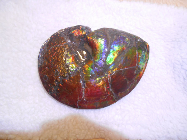 Ammonite Fossil - Placenticeras meeki　Ammolite　Free Shipping! アンモナイト 完全体　プラセンティセラス　ミーキ　アンモライト　両面ダブル