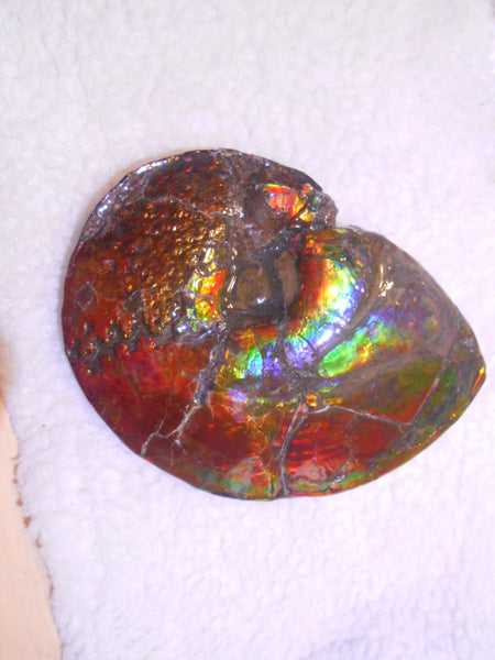 Ammonite Fossil - Placenticeras meeki　Ammolite　Free Shipping! アンモナイト 完全体　プラセンティセラス　ミーキ　アンモライト　両面ダブル