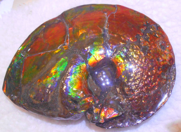 Ammonite Fossil - Placenticeras meeki　Ammolite　Free Shipping! アンモナイト 完全体　プラセンティセラス　ミーキ　アンモライト　両面ダブル