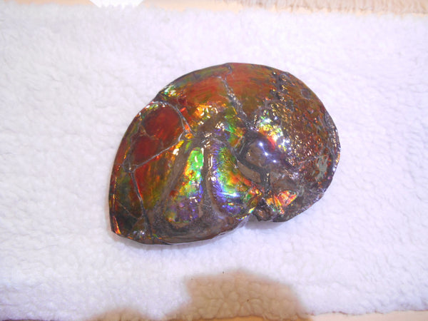 Ammonite Fossil - Placenticeras meeki　Ammolite　Free Shipping! アンモナイト 完全体　プラセンティセラス　ミーキ　アンモライト　両面ダブル