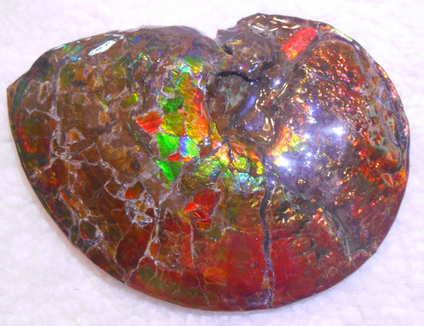 Ammonite Fossil - Placenticeras meeki　Ammolite　Free Shipping! アンモナイト 完全体　プラセンティセラス　ミーキ　アンモライト　両面ダブル