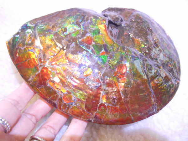 Ammonite Fossil - Placenticeras meeki　Ammolite　Free Shipping! アンモナイト 完全体　プラセンティセラス　ミーキ　アンモライト　両面ダブル