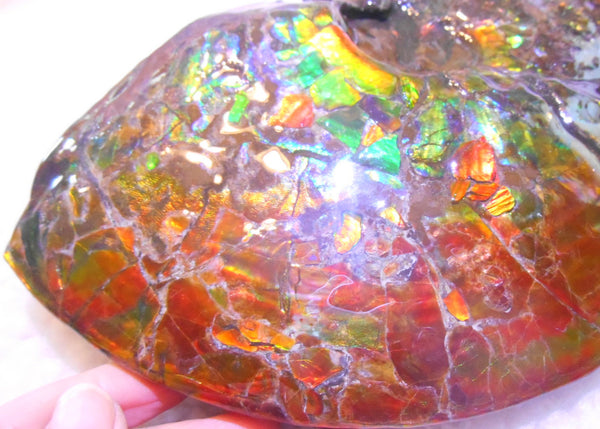 Ammonite Fossil - Placenticeras meeki　Ammolite　Free Shipping! アンモナイト 完全体　プラセンティセラス　ミーキ　アンモライト　両面ダブル