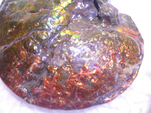 Ammonite Fossil - Placenticeras meeki　Ammolite　Free Shipping! アンモナイト 完全体　プラセンティセラス　ミーキ　アンモライト　両面ダブル