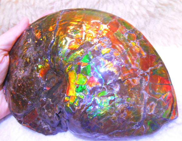 Ammonite Fossil - Placenticeras meeki　Ammolite　Free Shipping! アンモナイト 完全体　プラセンティセラス　ミーキ　アンモライト　両面ダブル