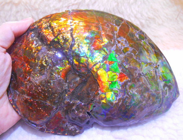 Ammonite Fossil - Placenticeras meeki　Ammolite　Free Shipping! アンモナイト 完全体　プラセンティセラス　ミーキ　アンモライト　両面ダブル