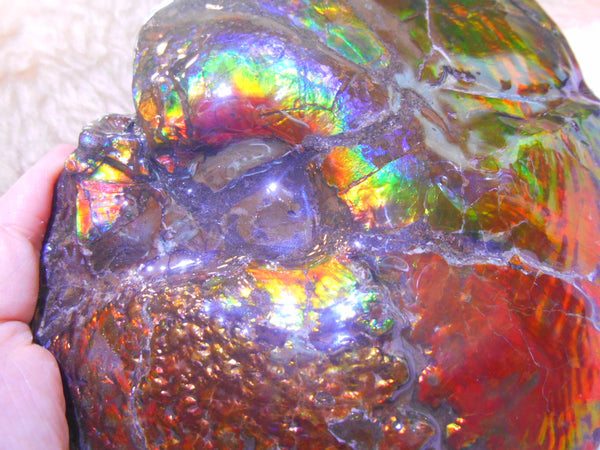 Ammonite Fossil - Placenticeras meeki　Ammolite　Free Shipping! アンモナイト 完全体　プラセンティセラス　ミーキ　アンモライト　両面ダブル