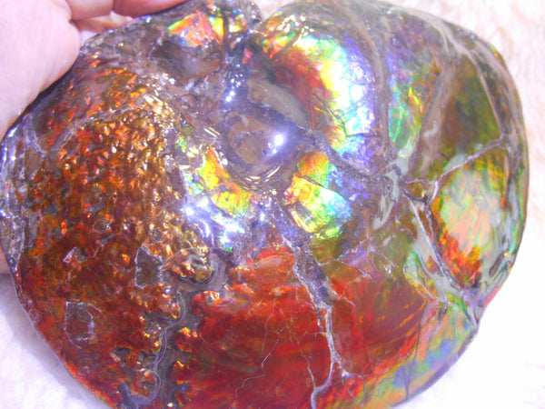 Ammonite Fossil - Placenticeras meeki　Ammolite　Free Shipping! アンモナイト 完全体　プラセンティセラス　ミーキ　アンモライト　両面ダブル