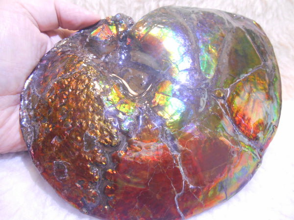 Ammonite Fossil - Placenticeras meeki　Ammolite　Free Shipping! アンモナイト 完全体　プラセンティセラス　ミーキ　アンモライト　両面ダブル