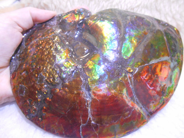 Ammonite Fossil - Placenticeras meeki　Ammolite　Free Shipping! アンモナイト 完全体　プラセンティセラス　ミーキ　アンモライト　両面ダブル