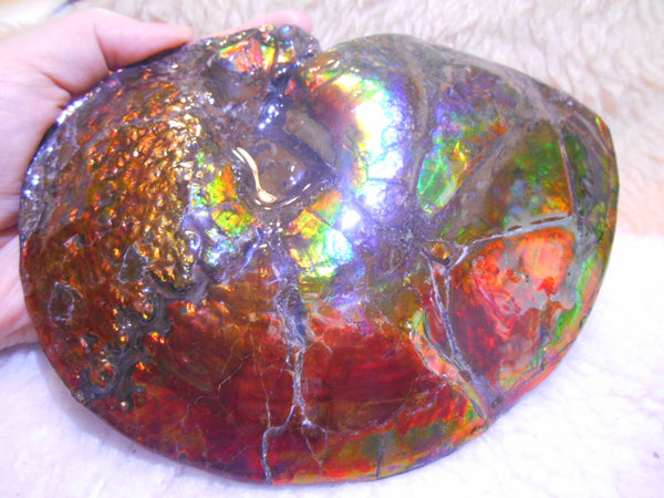 Ammonite Fossil - Placenticeras meeki　Ammolite　Free Shipping! アンモナイト 完全体　プラセンティセラス　ミーキ　アンモライト　両面ダブル