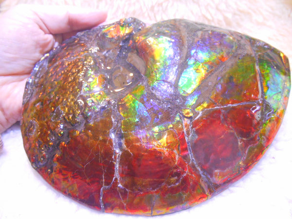 Ammonite Fossil - Placenticeras meeki　Ammolite　Free Shipping! アンモナイト 完全体　プラセンティセラス　ミーキ　アンモライト　両面ダブル