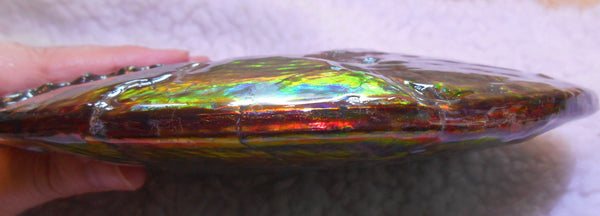 Ammonite Fossil - Placenticeras meeki　Ammolite　Free Shipping! アンモナイト 完全体　プラセンティセラス　ミーキ　アンモライト　両面ダブル