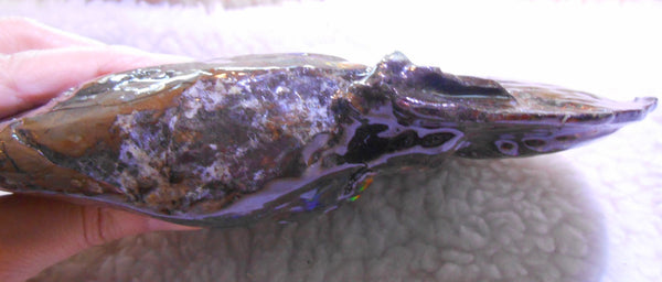 Ammonite Fossil - Placenticeras meeki　Ammolite　Free Shipping! アンモナイト 完全体　プラセンティセラス　ミーキ　アンモライト　両面ダブル