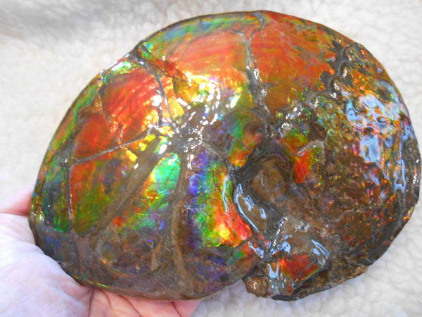 Ammonite Fossil - Placenticeras meeki　Ammolite　Free Shipping! アンモナイト 完全体　プラセンティセラス　ミーキ　アンモライト　両面ダブル