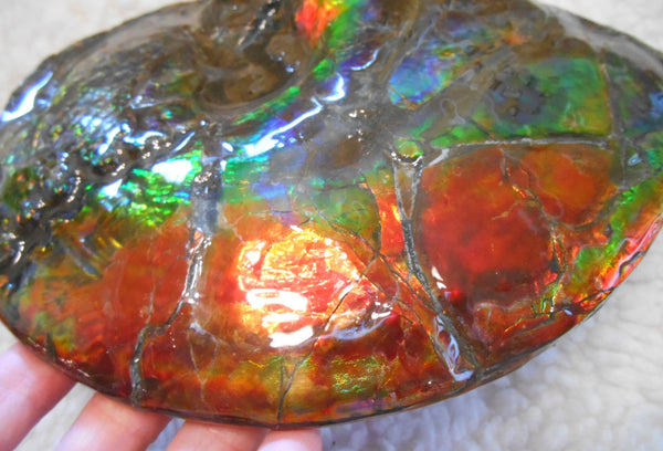 Ammonite Fossil - Placenticeras meeki　Ammolite　Free Shipping! アンモナイト 完全体　プラセンティセラス　ミーキ　アンモライト　両面ダブル