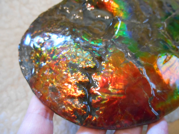 Ammonite Fossil - Placenticeras meeki　Ammolite　Free Shipping! アンモナイト 完全体　プラセンティセラス　ミーキ　アンモライト　両面ダブル