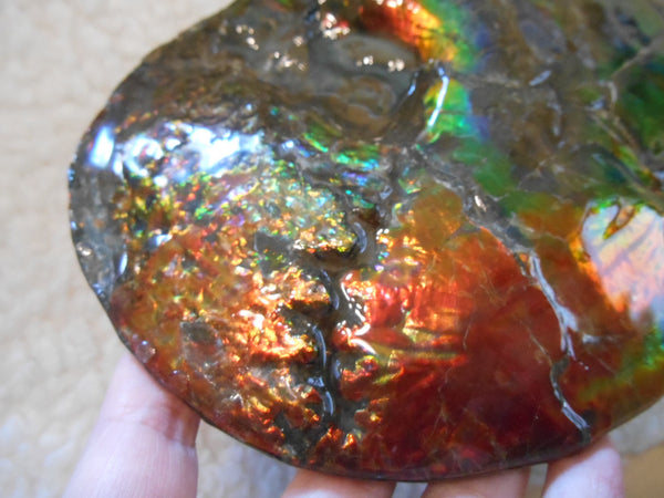 Ammonite Fossil - Placenticeras meeki　Ammolite　Free Shipping! アンモナイト 完全体　プラセンティセラス　ミーキ　アンモライト　両面ダブル