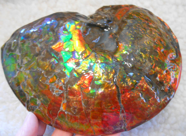 Ammonite Fossil - Placenticeras meeki　Ammolite　Free Shipping! アンモナイト 完全体　プラセンティセラス　ミーキ　アンモライト　両面ダブル