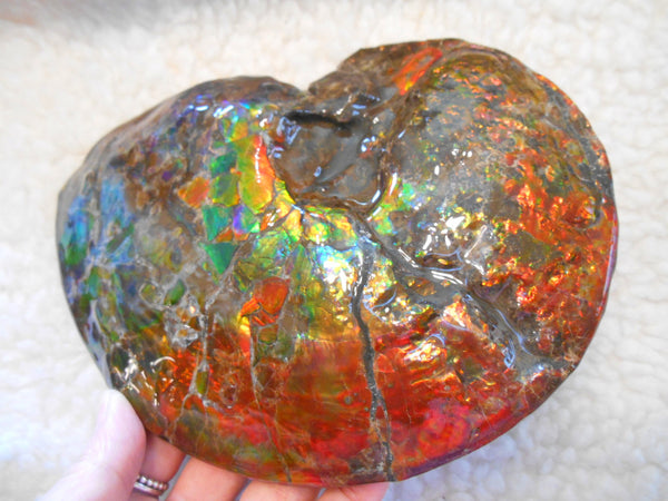 Ammonite Fossil - Placenticeras meeki　Ammolite　Free Shipping! アンモナイト 完全体　プラセンティセラス　ミーキ　アンモライト　両面ダブル