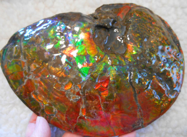 Ammonite Fossil - Placenticeras meeki　Ammolite　Free Shipping! アンモナイト 完全体　プラセンティセラス　ミーキ　アンモライト　両面ダブル