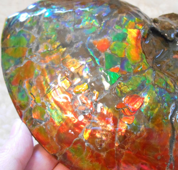 Ammonite Fossil - Placenticeras meeki　Ammolite　Free Shipping! アンモナイト 完全体　プラセンティセラス　ミーキ　アンモライト　両面ダブル
