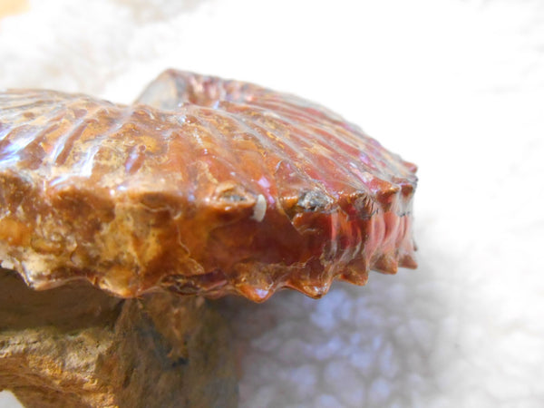 USA Ammonite  Scaphite 97x82x31mm Fossil　Jeletzkytes nebrascensis アンモナイト スカフィテス　大物!