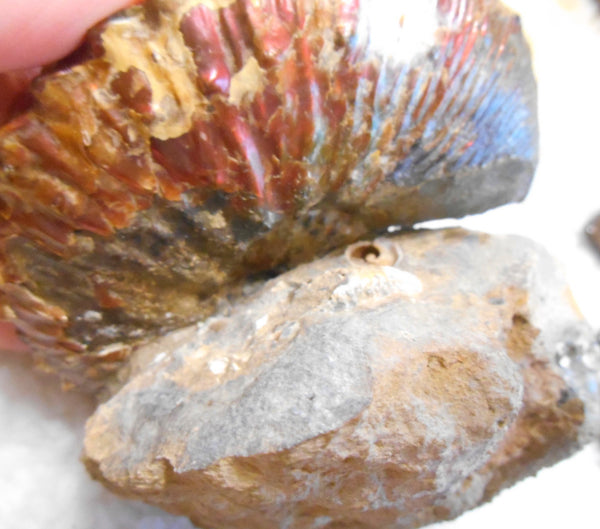 USA Ammonite  Scaphite 97x82x31mm Fossil　Jeletzkytes nebrascensis アンモナイト スカフィテス　大物!