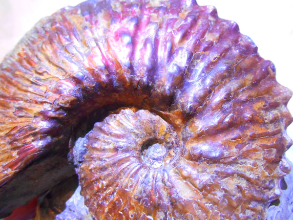 USA Ammonite  Scaphite 97x82x31mm Fossil　Jeletzkytes nebrascensis アンモナイト スカフィテス　大物!