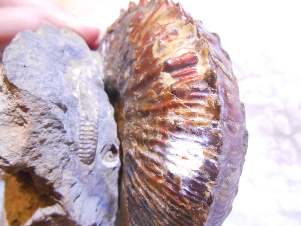 USA Ammonite  Scaphite 97x82x31mm Fossil　Jeletzkytes nebrascensis アンモナイト スカフィテス　大物!