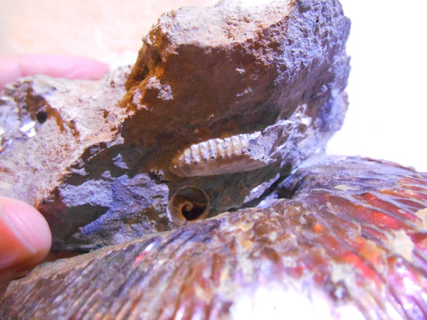 USA Ammonite  Scaphite 97x82x31mm Fossil　Jeletzkytes nebrascensis アンモナイト スカフィテス　大物!