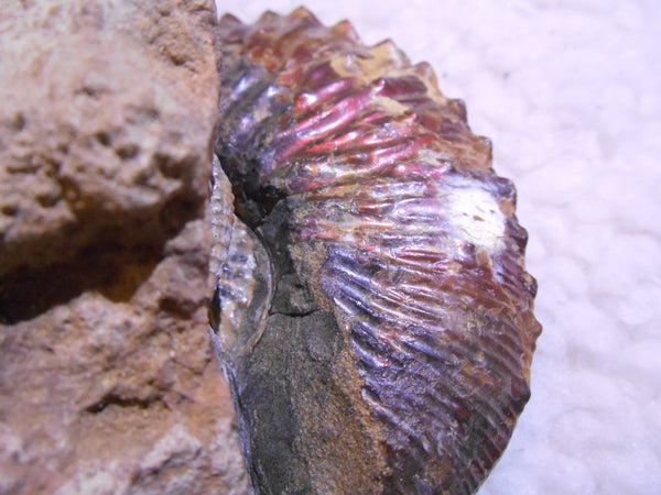 USA Ammonite  Scaphite 97x82x31mm Fossil　Jeletzkytes nebrascensis アンモナイト スカフィテス　大物!