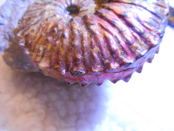 USA Ammonite  Scaphite 97x82x31mm Fossil　Jeletzkytes nebrascensis アンモナイト スカフィテス　大物!