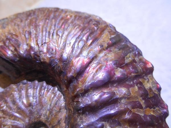 USA Ammonite  Scaphite 97x82x31mm Fossil　Jeletzkytes nebrascensis アンモナイト スカフィテス　大物!