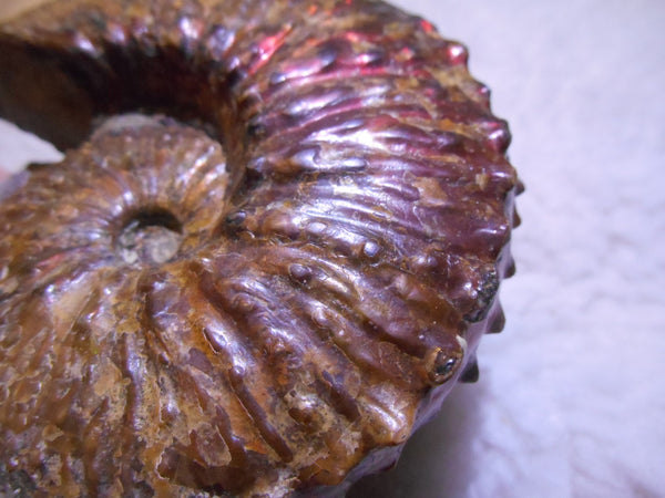 USA Ammonite  Scaphite 97x82x31mm Fossil　Jeletzkytes nebrascensis アンモナイト スカフィテス　大物!