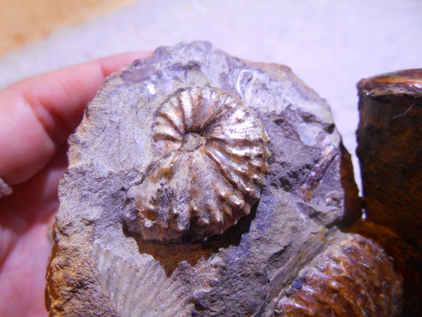 USA Ammonite  Scaphite 97x82x31mm Fossil　Jeletzkytes nebrascensis アンモナイト スカフィテス　大物!