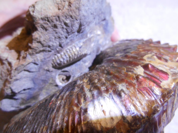 USA Ammonite  Scaphite 97x82x31mm Fossil　Jeletzkytes nebrascensis アンモナイト スカフィテス　大物!