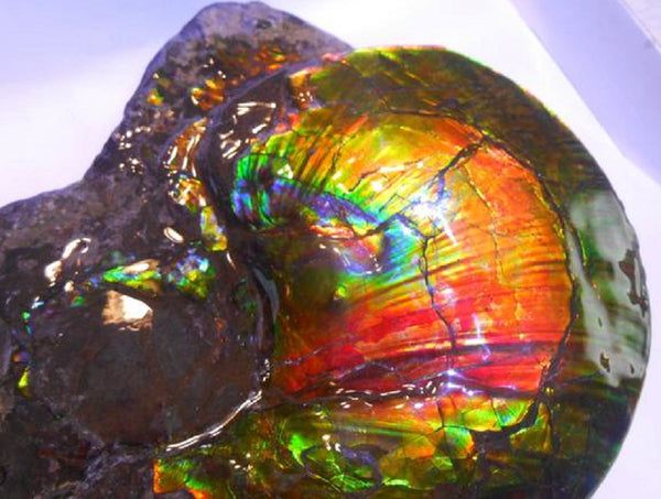 Amazing "Mama and Baby"  Placenticeras Ammonite Costatum.