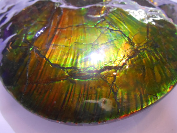 Amazing "Mama and Baby"  Placenticeras Ammonite Costatum.